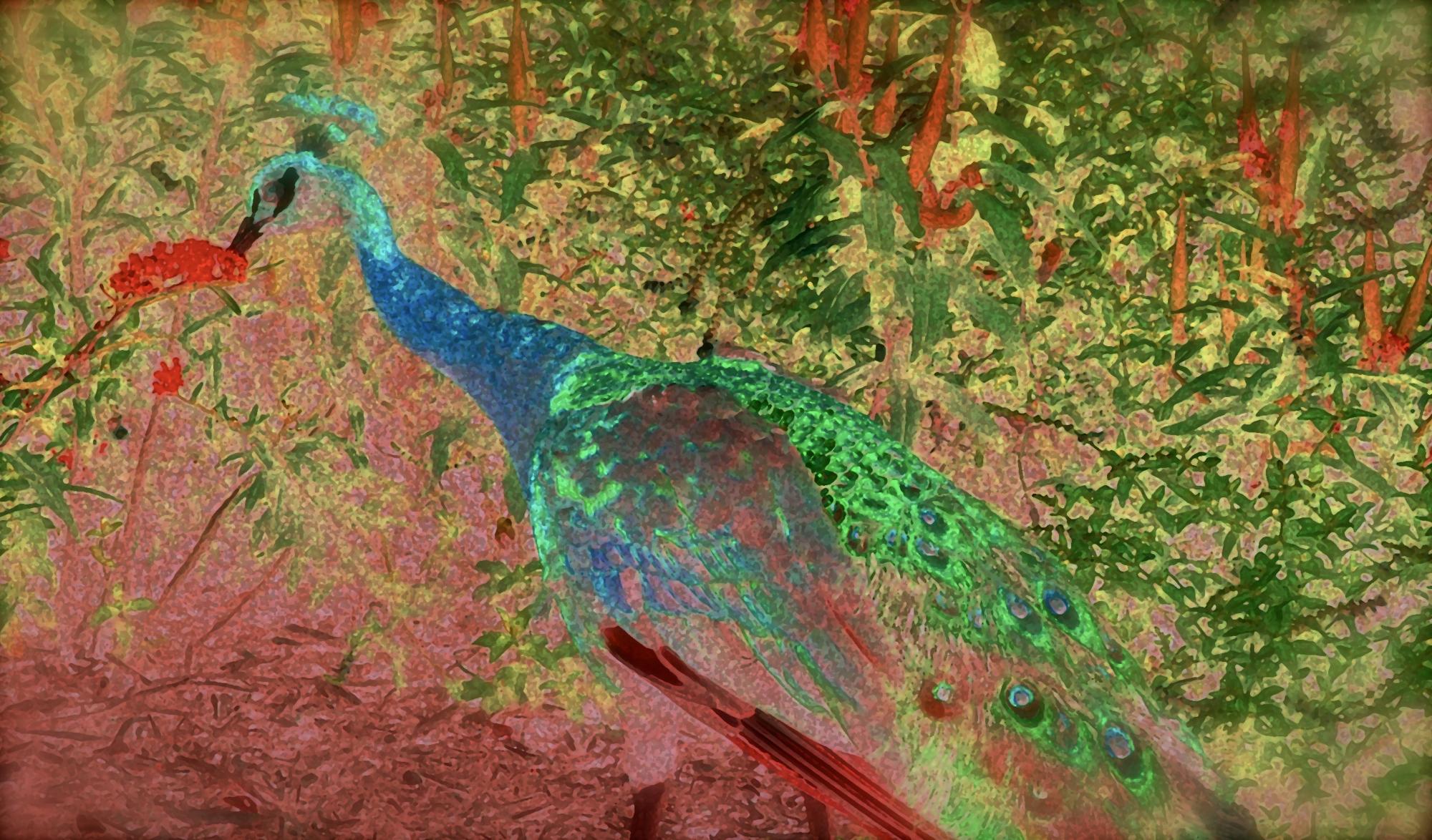 Mixed Media of peacock.