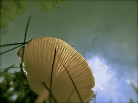 Photo of a mushroom looking up at the sky.