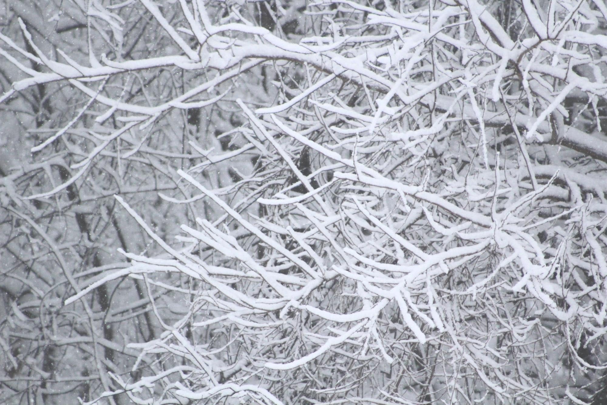 Snow on branches.